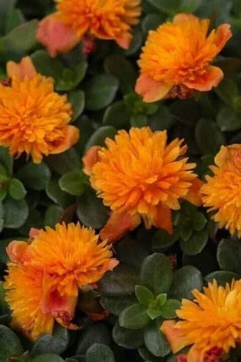 Double Orange Portulaca Oleracea Seeds – Vibrant Succulent Ground Cover, Drought-Tolerant, Edible, Full Sun, Low Maintenance