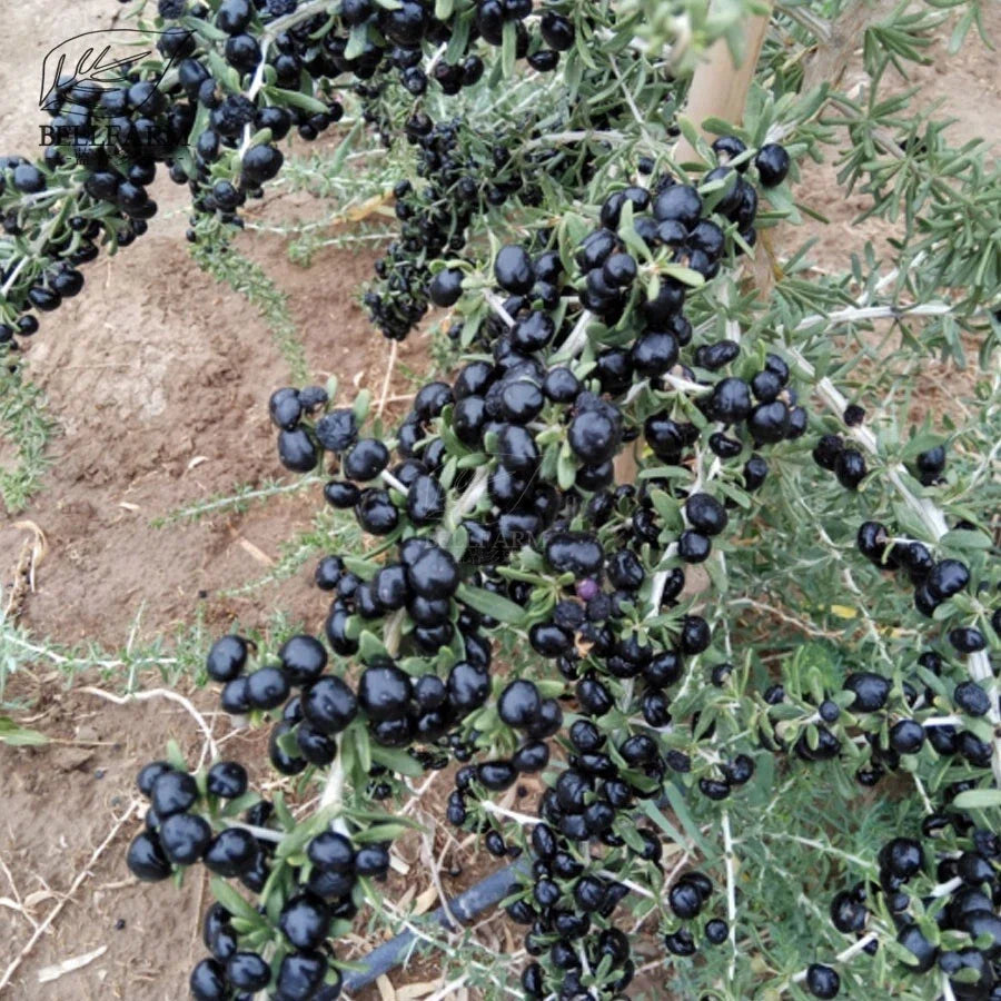 Black Goji Berry Seeds - Lycium ruthenicum, Superfood, Antioxidant, Herbal Plant Seeds, 10+ Pack