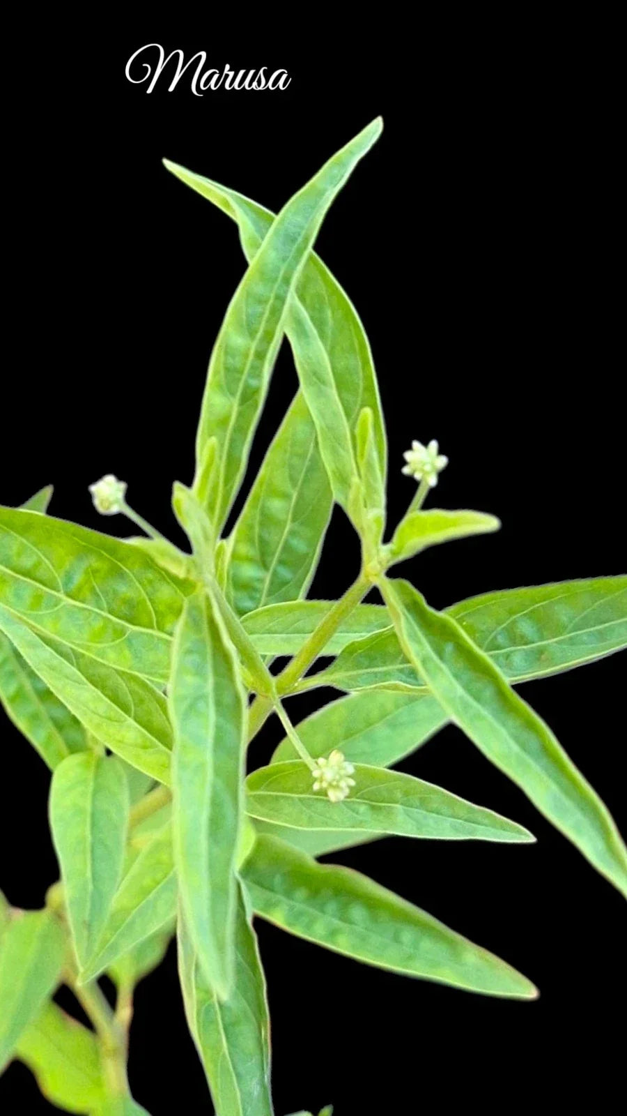 Rare Marusa Plant - Live Pfaffia iresinoides Tropical Herb - Unique Amazonian Master Plant in 4-Inch Pot