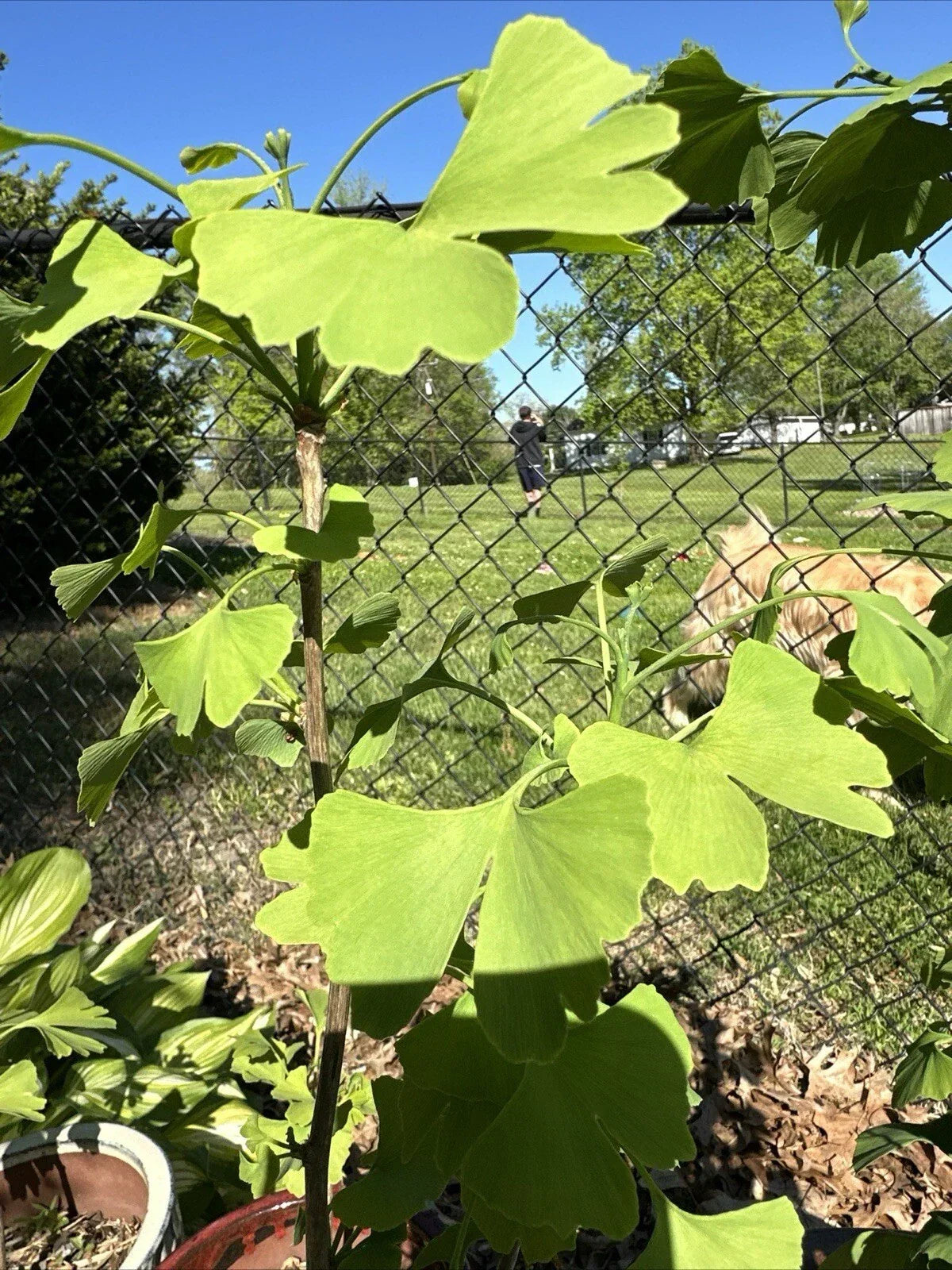 Live Ginkgo Tree Seedling - Ginkgo biloba for Garden, Patio, or Gift