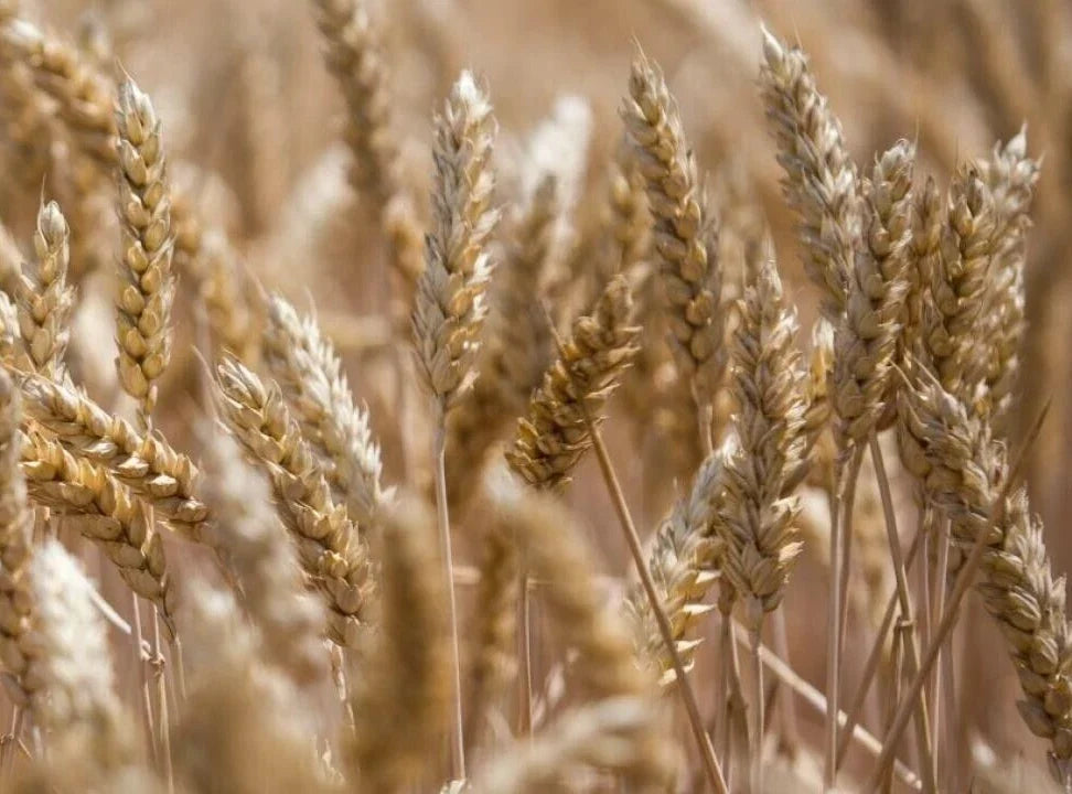 Organic Einkorn Wheat Seeds - 300 Seeds, Ancient Grain, Triticum monococcum, Nutty Flavor, Non-GMO, Heirloom, For Baking & Gardening
