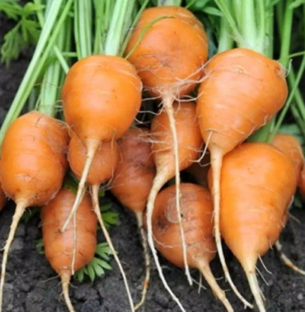 Parisian Carrot Seeds Tonda di Parigi Non-GMO Heirloom Organic Gardening Compact Round Roots