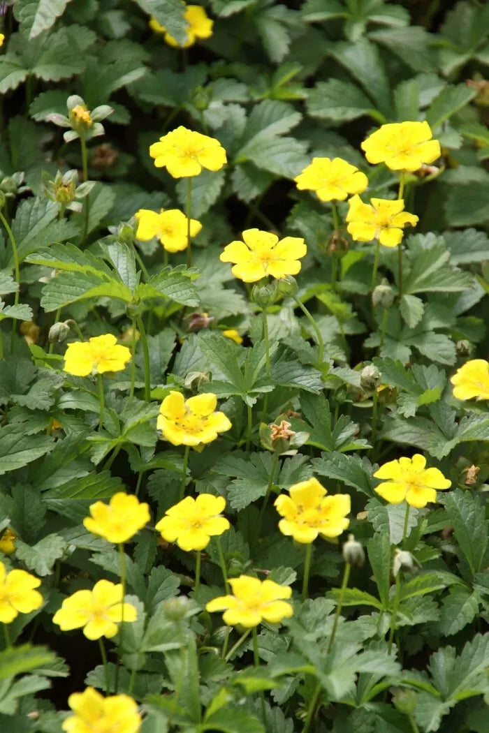 Aurea Potentilla Perennial Seeds - 500 Seeds - Golden Cinquefoil - Potentilla aurea