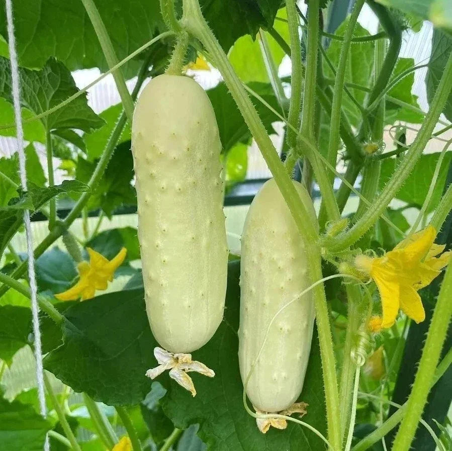 White Wonder Cucumber Seeds – Heirloom Organic Non-GMO – Rare White Skin Cucumis sativus for Salad, Pickling & Fresh Eating