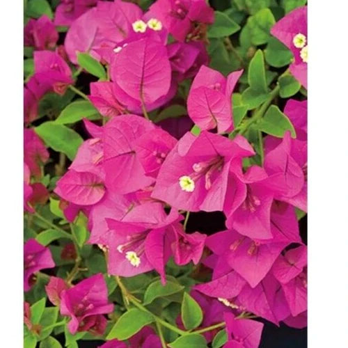 Fuchsia Pink Bougainvillea Live Cuttings - 6" Unrooted Shrub Plant for Garden, Container, or Trellis (Bougainvillea glabra)