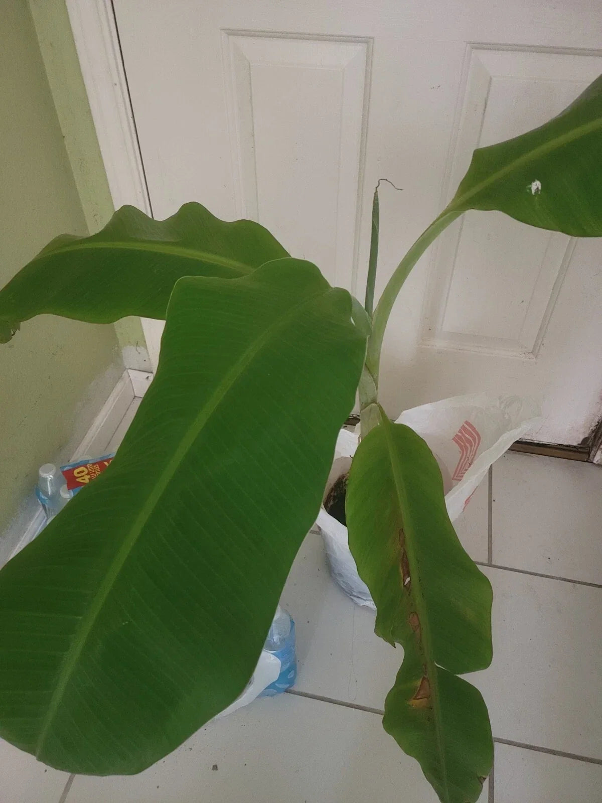 Plantain Plant Starter | Musa paradisiaca | Tropical Edible Tree with Green Foliage