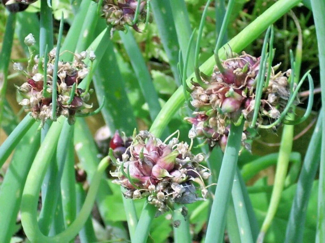 Egyptian Walking Onion Live Starter Plants - Allium x proliferum Perennial Edible Bulb