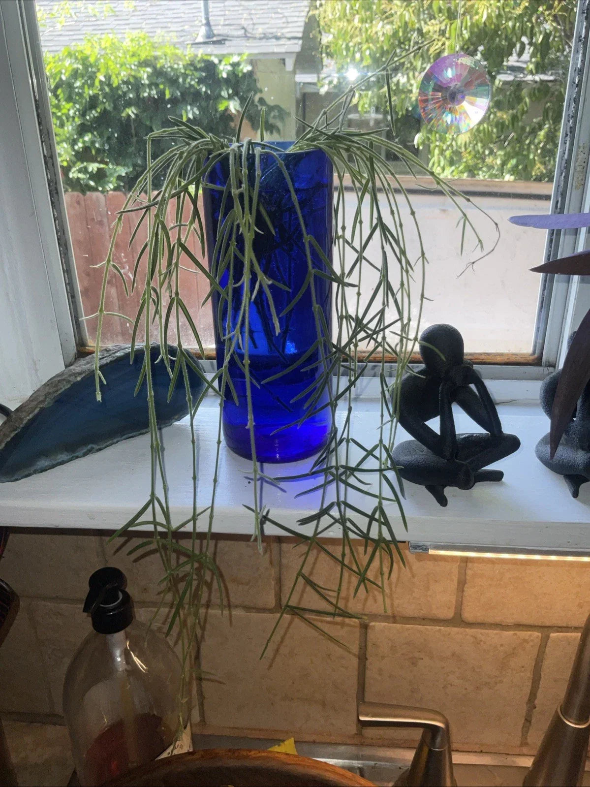 Hoya Linearis Cuttings - 3" Rooted Plant in Pot - Uncommon Trailing Houseplant for Indoor Decor