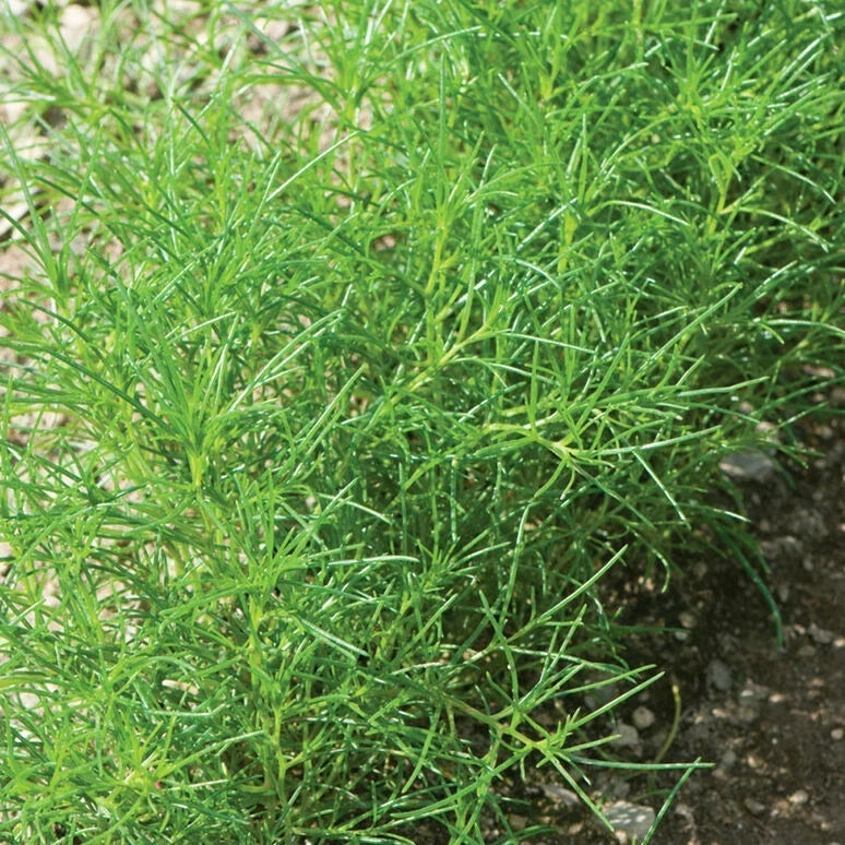 Saltwort Herb Seeds - 30 Non-GMO Salicornia japonica Culinary Herb for Indoor & Outdoor Gardening