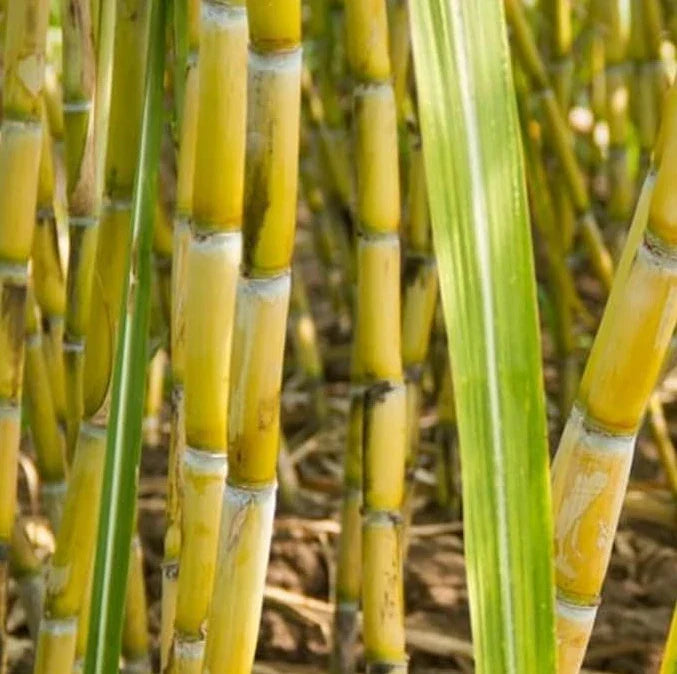 Green Sugarcane Plant Cuttings 12" Saccharum Officinarum for Propagation and Gardening