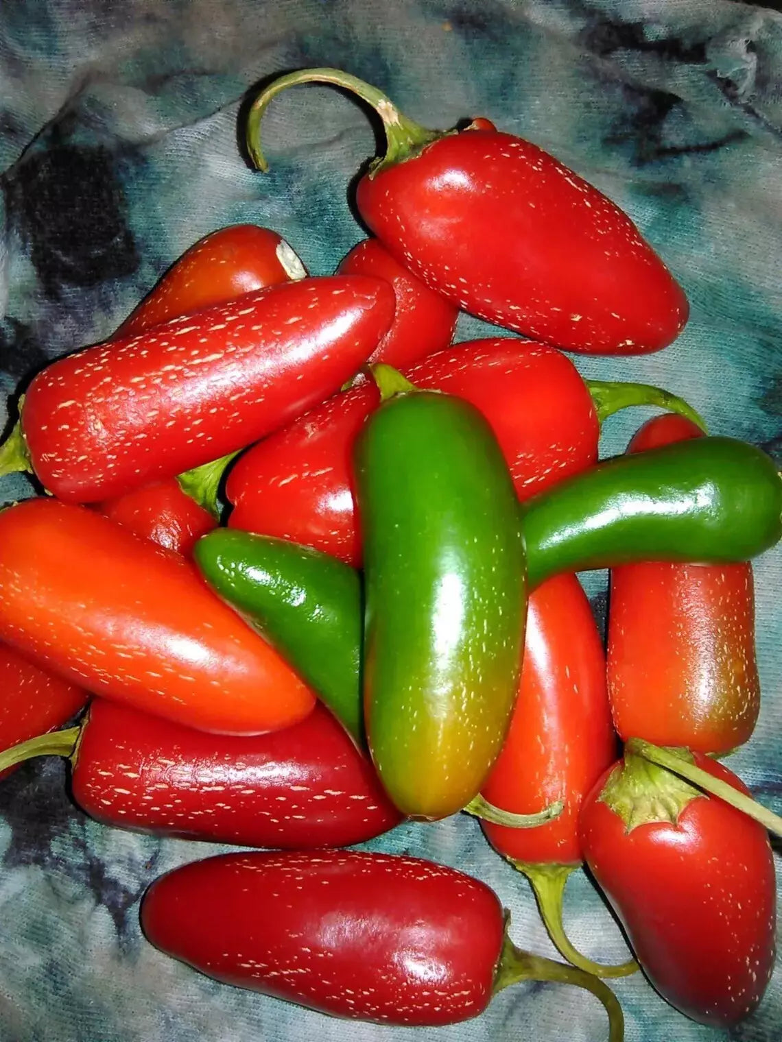 Jalapeno Pepper Seeds - Heirloom Organic Non-GMO - Capsicum annuum - 25+ Seeds for Salsas, Hot Peppers, Gardening