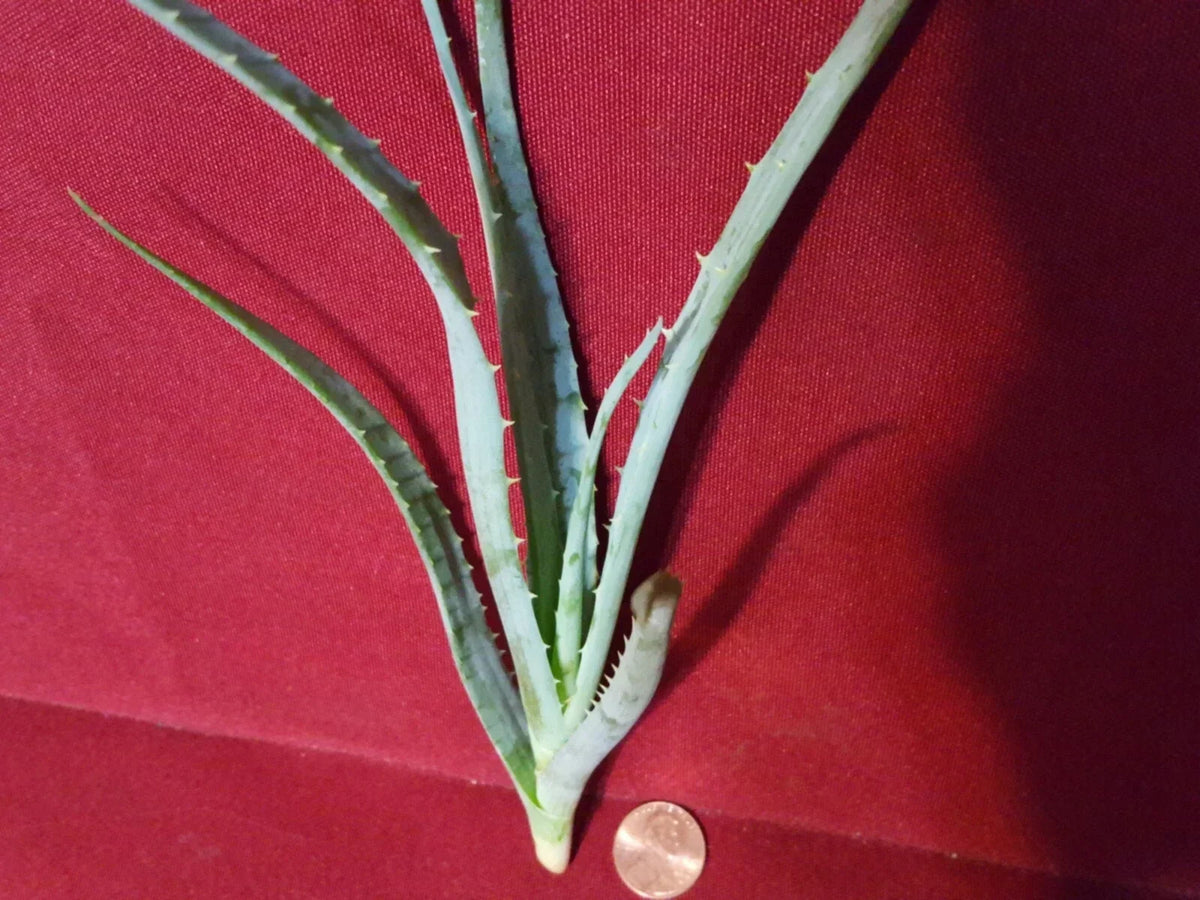 Blue Elf Aloe Live Plant Cutting - Succulent, 6-8 Inches, Aloe 'Blue Elf' Indoor Garden, Low Maintenance, Pet-Friendly