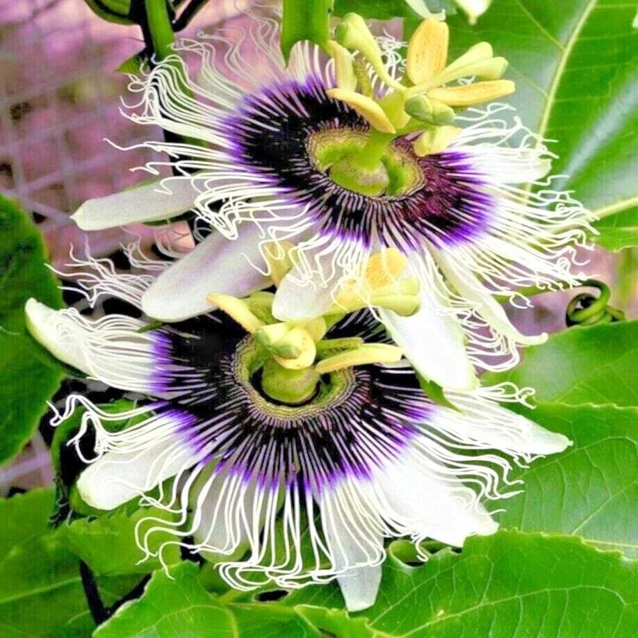Purple Passion Flower Vine Seeds - Passiflora edulis - Garden Fruit Plant for Trellises & Fences