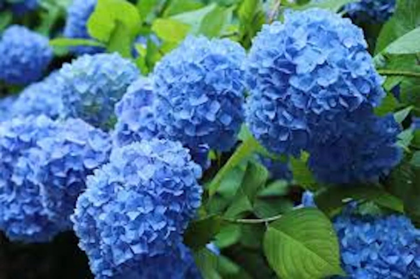 Blue Hydrangea Bush - Old Fashioned Variety - Hydrangea macrophylla - 3-6 ft Height - Vibrant Blue Flowers - Bare Root Plant