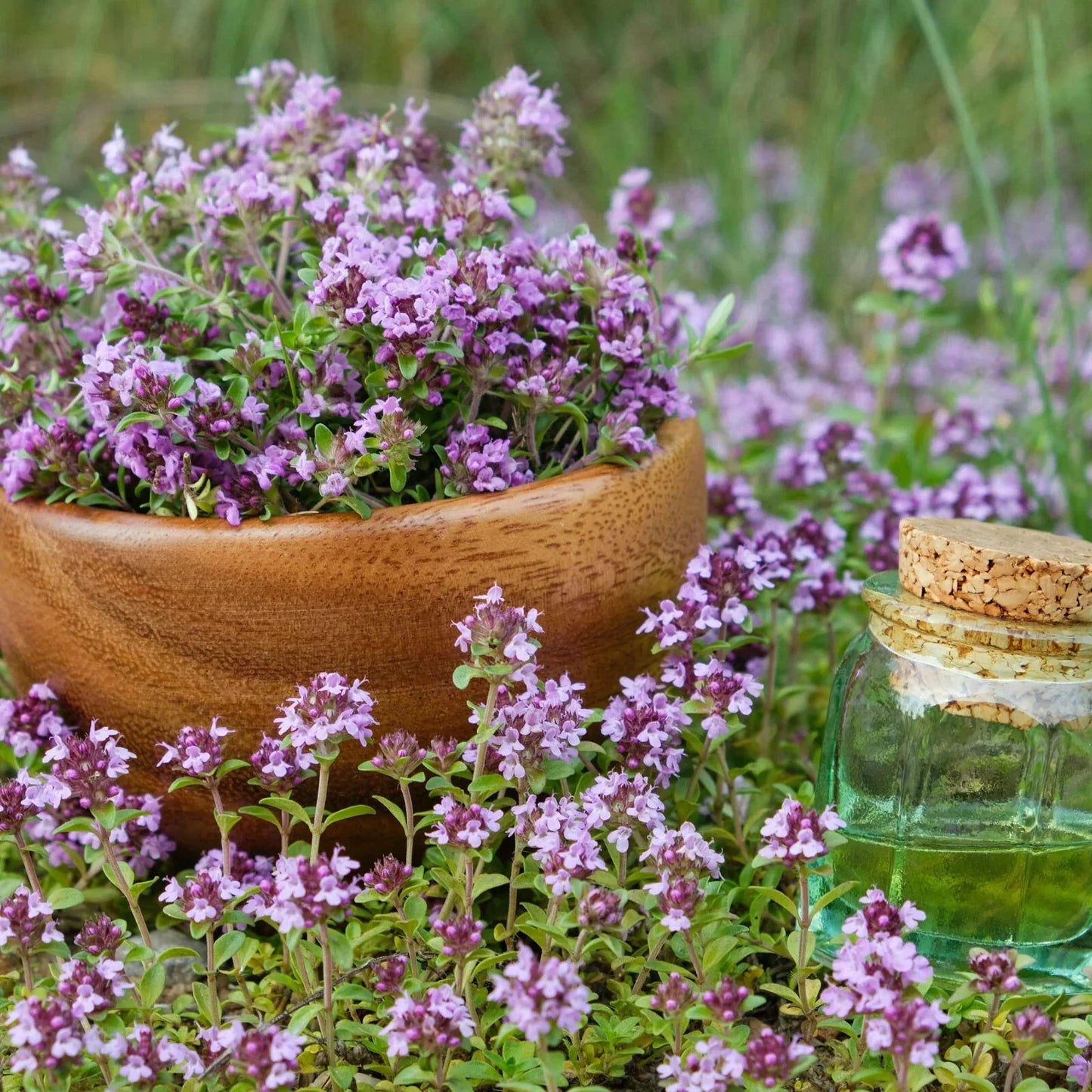 Creeping Thyme Seeds - Ground Cover Plant - Thymus serpyllum - Drought-Tolerant Aromatic Herb for Landscaping