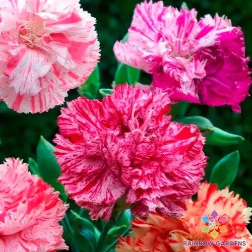 Picotee Mix Carnation Seeds - 200+ Count - Dianthus caryophyllus - USA