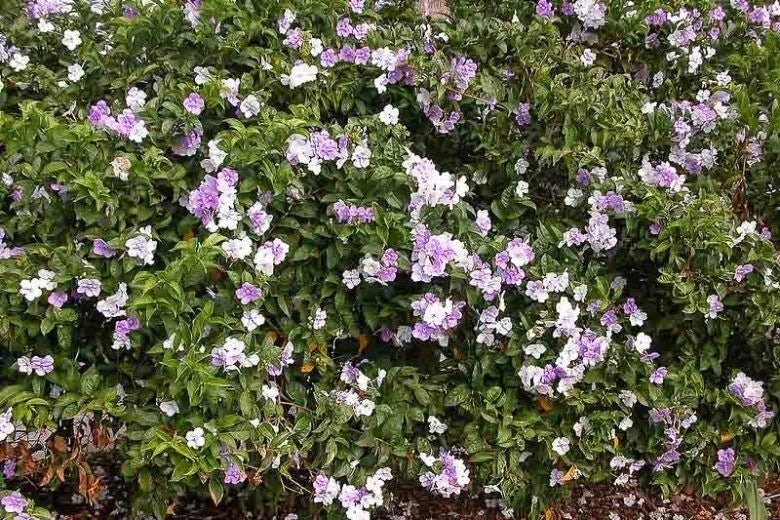 Brunfelsia grandiflora Cutting – Chiric Sanango Plant – Rare Tropical Shrub for Gardening & Landscaping