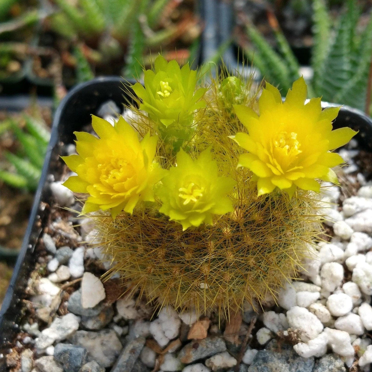 Notocactus graessneri flaviflorus Cactus Plant – Live Succulent with Yellow Flowers, Drought-Tolerant Indoor or Outdoor Cacti