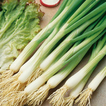 White Lisbon Onion Seeds | Scallion Bunching | Non-GMO Variety | Allium fistulosum