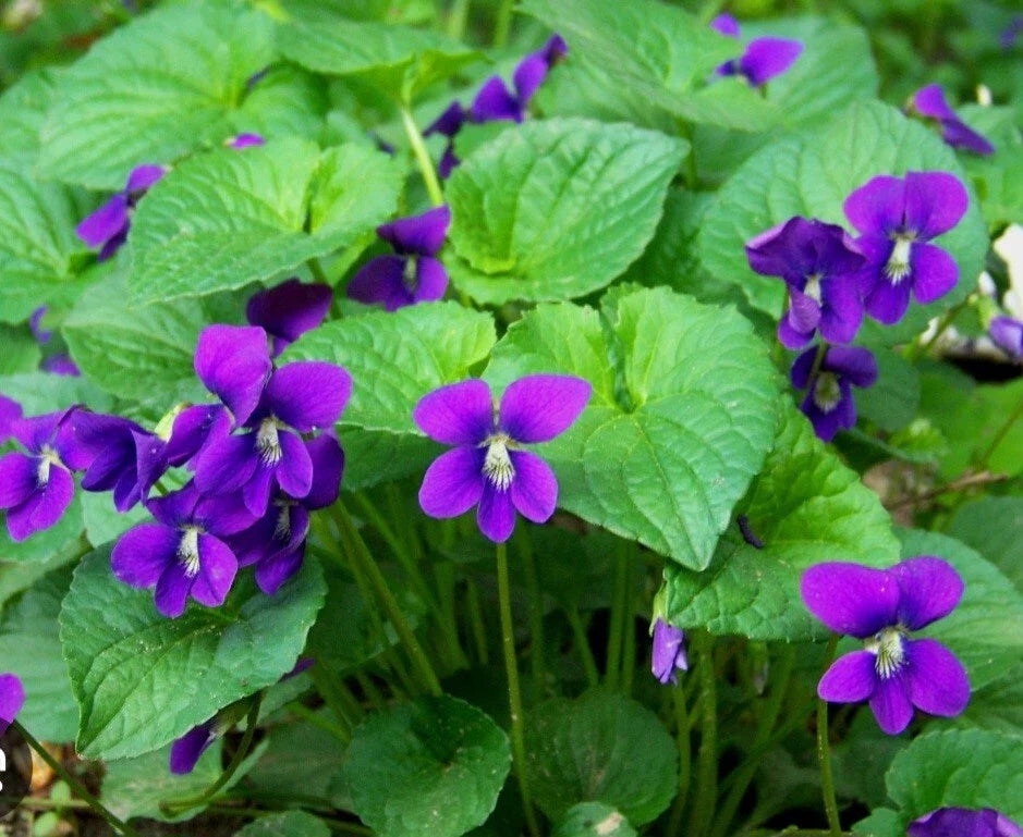 Purple Wild Violets Flower Bulbs - 15 Bare Root Perennial Native Wildf ...