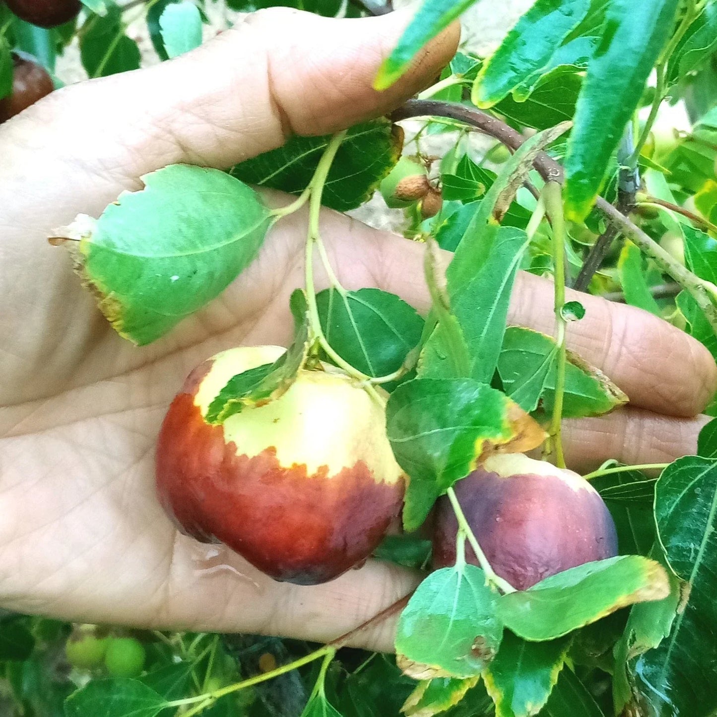 Jujube Tree Cuttings 8" Grafting Stock Redlands #4 Ziziphus jujuba for Fruit Cultivation