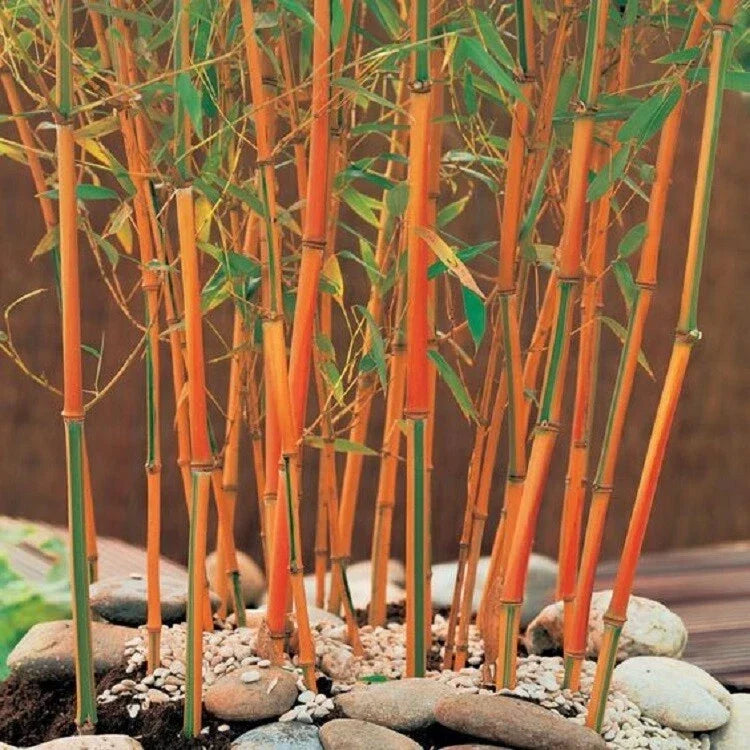 Red Fountain Bamboo Seeds - Climbing Garden Seeds for Privacy & Shade - Phyllostachys rubromarginata