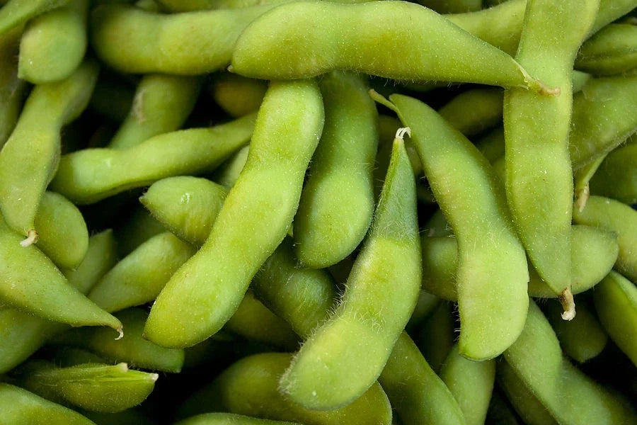 Be-Sweet 292 Edible Soybean Seeds – Organic Glycine max Non-GMO Fresh Seeds for Home Garden & Cooking