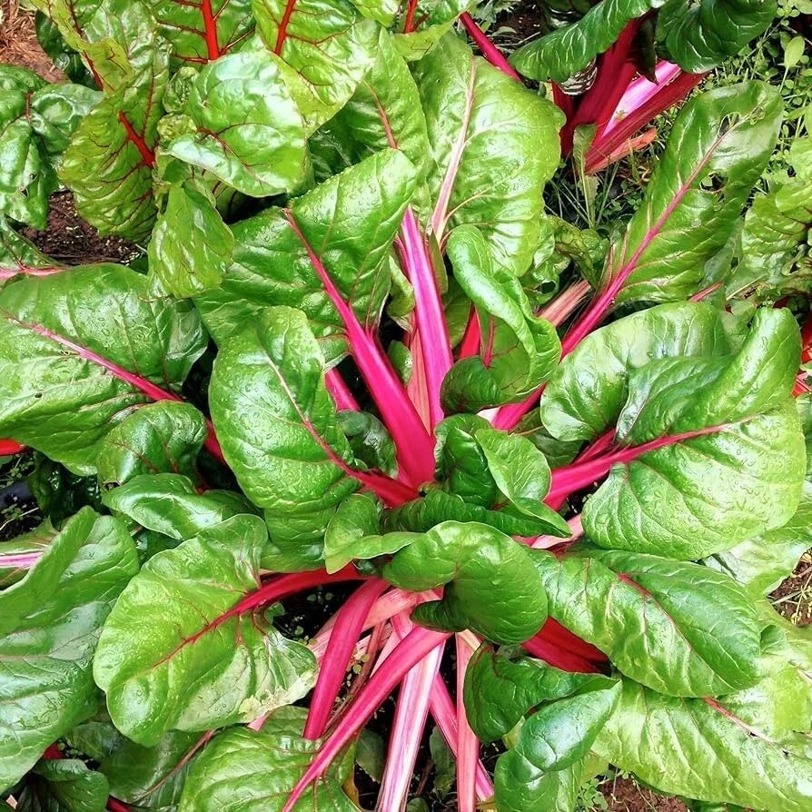 Pink Lipstick Swiss Chard Seeds 100 Pack - Heirloom Non-GMO Vegetable Garden Seeds Beta vulgaris var. cicla