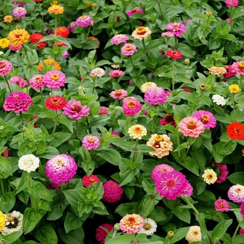 Zinnia Seeds Pumila Mix - Cut and Come Again, Colorful Variety Packets, Zinnia elegans