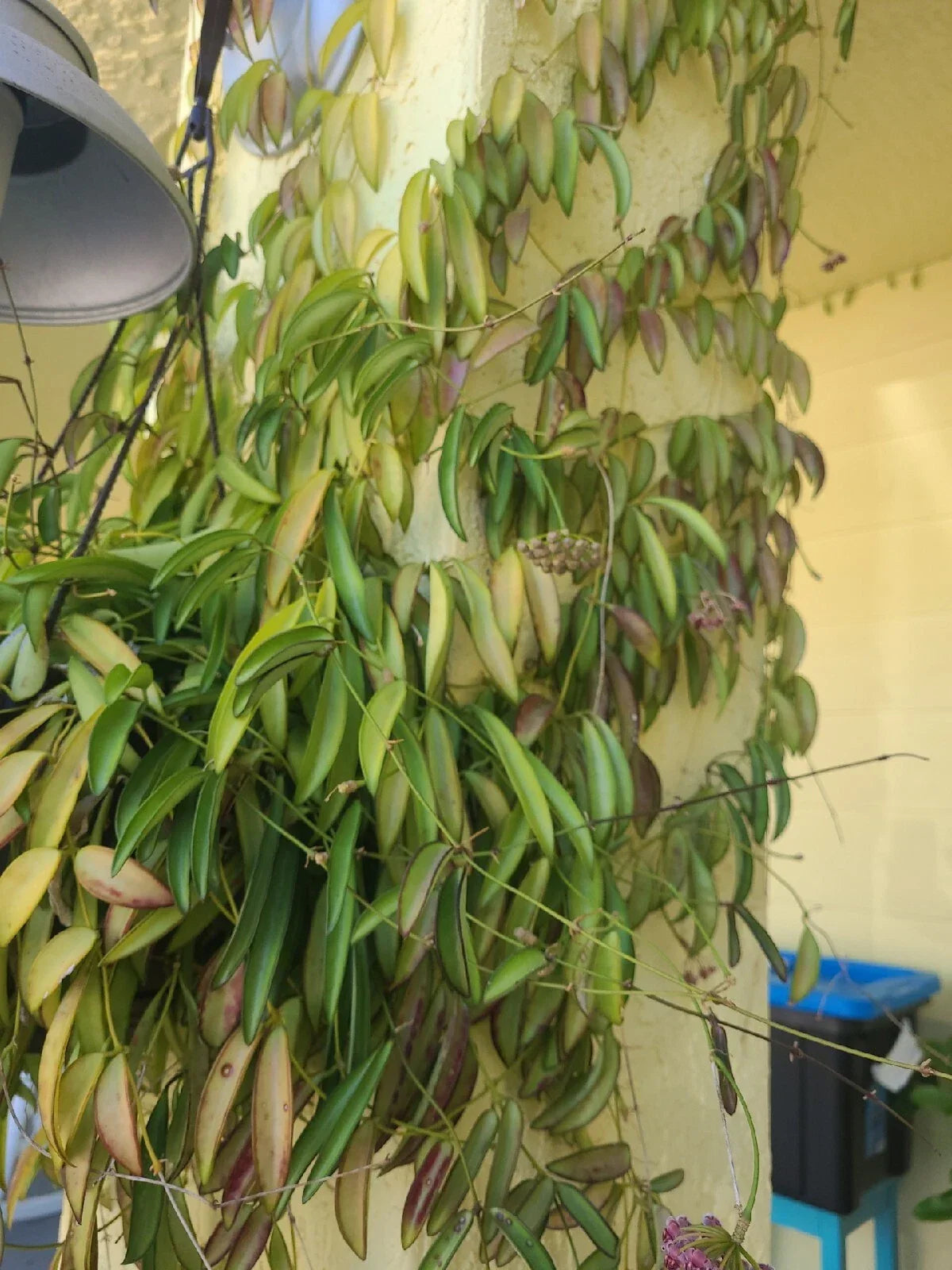 Hoya Wayetii Fresh Cutting with 3+ Nodes, Tropical Houseplant, Vining, Fragrant Flowers, Indoor Plant, Easy Care