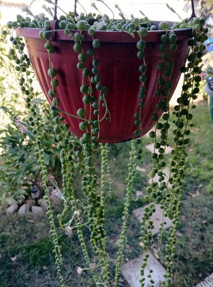 Cactus Cutting 4-6 Inch Succulent Propagation Plant for Indoor Outdoor Decor - Various Species
