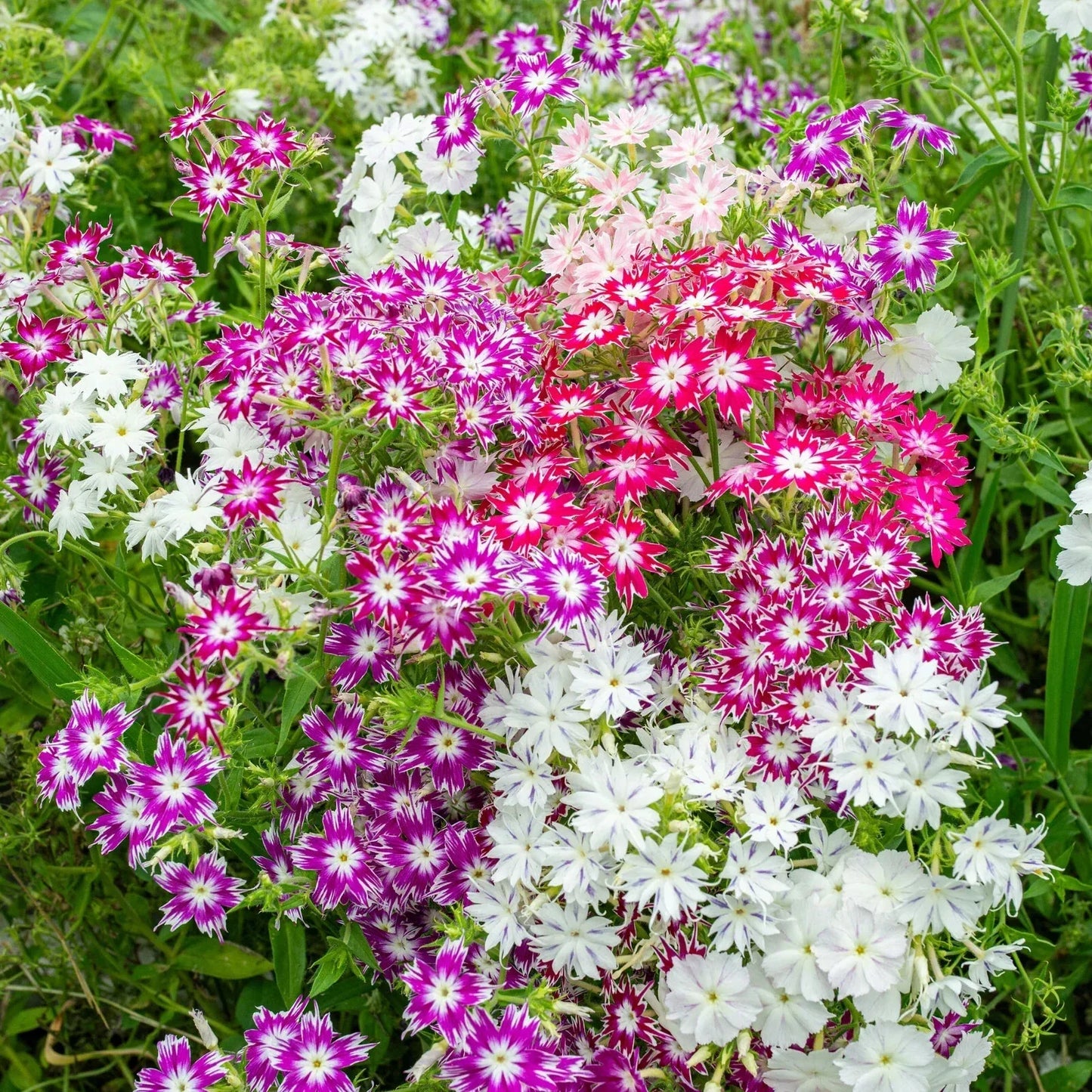 Twinkle Tall Phlox Seeds - 100+ Count Mix - Phlox paniculata - Perennial Garden Seeds USA