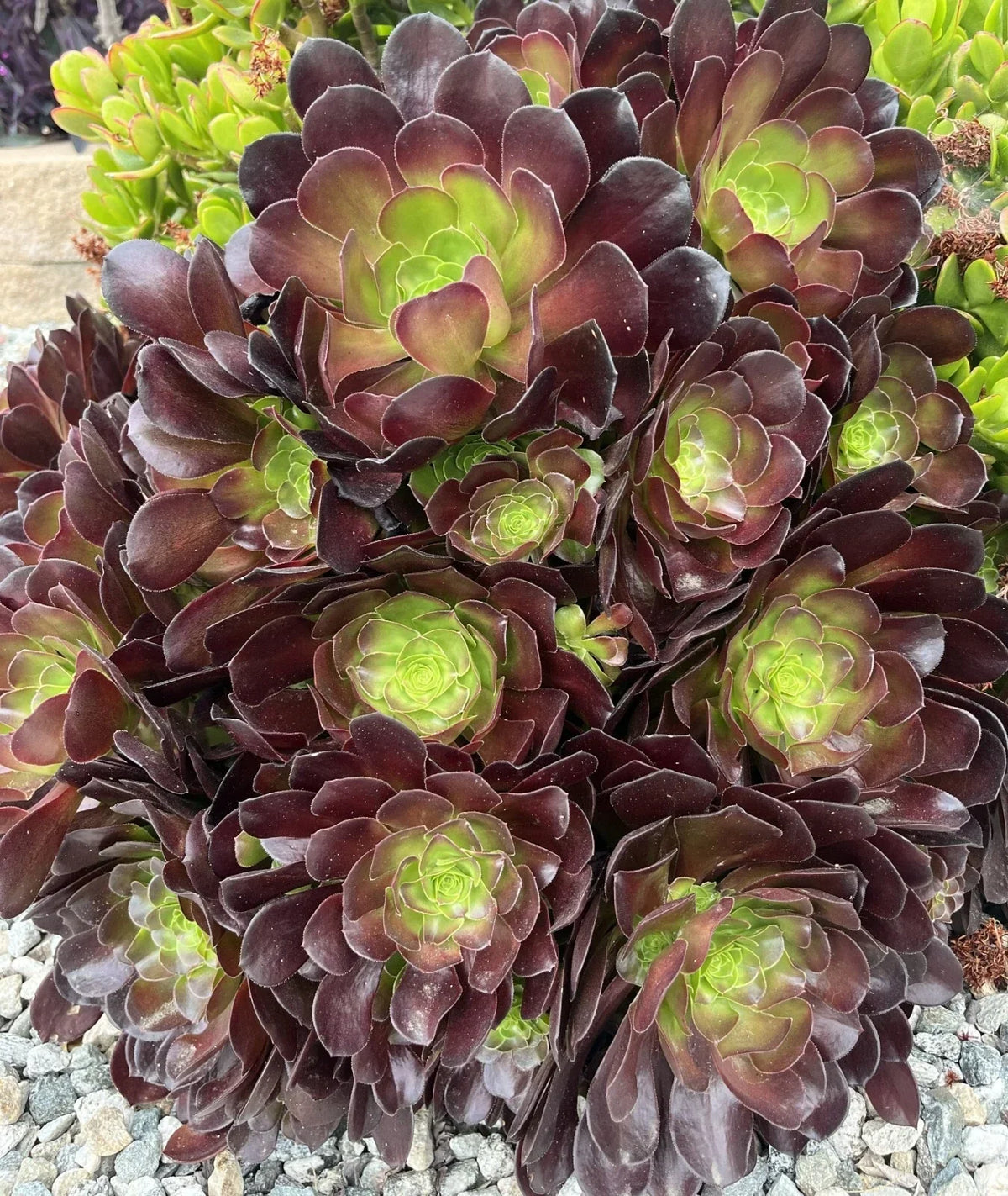 Black Rose Aeonium Arboreum Zwartkop Succulent Cuttings – 5 Healthy Propagation Plants for Indoor & Outdoor Gardens