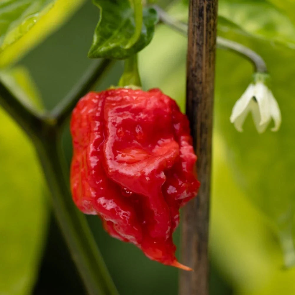 Live Carolina Reaper Pepper Plants in 2-in-1 Pot | Super Hot Capsicum chinense for Spicy Cooking
