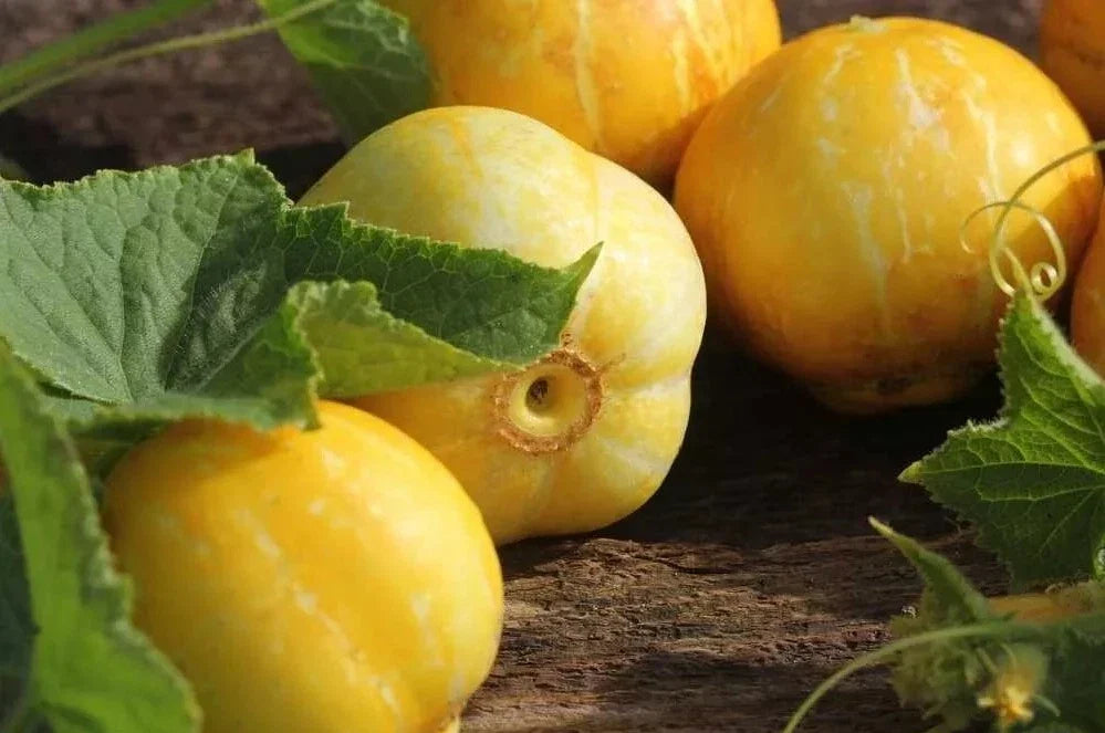 Lemon Cucumber Seeds - Organic Heirloom Non-GMO, Rare Variety, Cucumis sativus, Pack of 50+