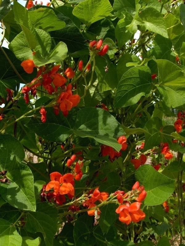 Scarlet Runner Bean Seeds – Heirloom Phaseolus coccineus Climbing Vine, Non-GMO, Full Sun, Packet of 25 Seeds