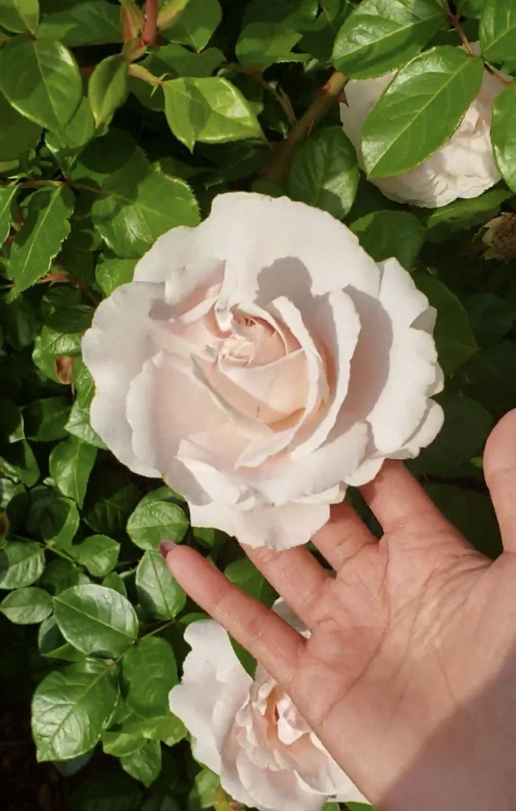 First Crush Rose Plant Cuttings – 6" Unrooted Pink Fragrant Rose Rosa 'Parfuma First Crush'