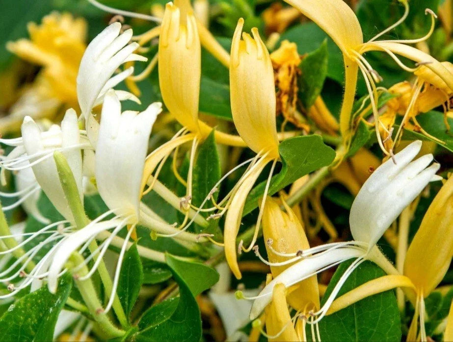 Japanese Honeysuckle Cuttings - 15 Rootless Clippings with White & Yellow Flowers - Lonicera japonica Garden Plant