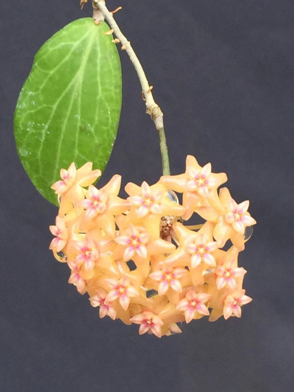 Hoya Fitchii Rooted Plant in 2.5" Pot - Live Indoor Houseplant