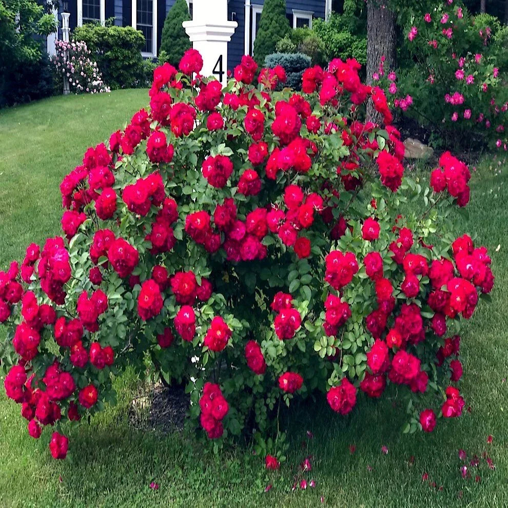 Japanese Red Rose Bush Flower Seeds | Rosa Rugosa Rubra | Hardy Garden Plant Seeds for Borders & Hedges