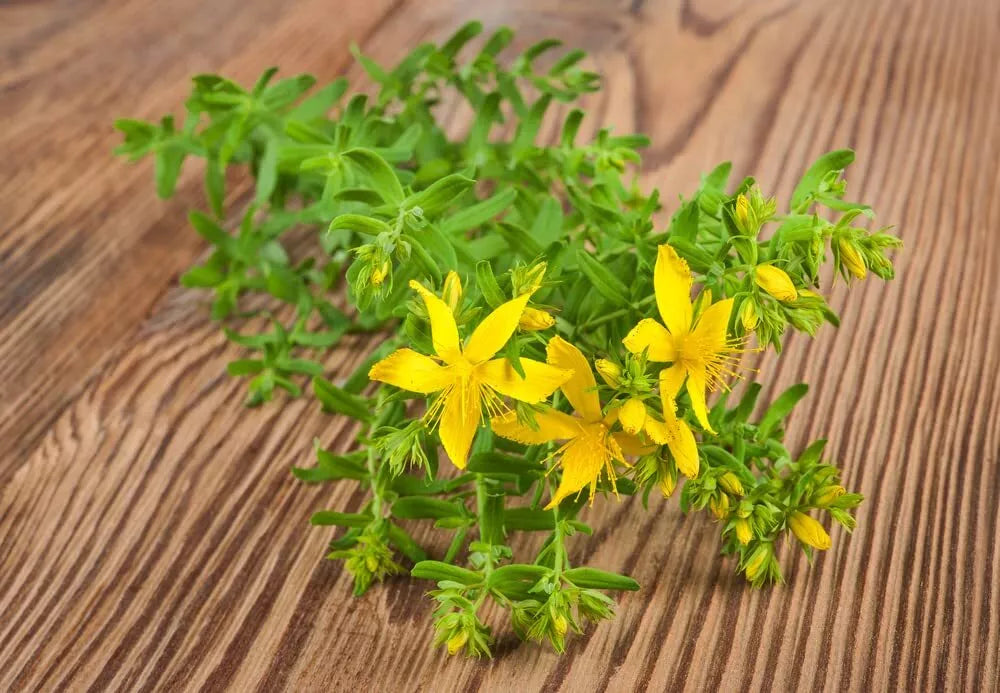 St John Wort Herb Seeds 500 Seeds Hypericum perforatum Medicinal Plant