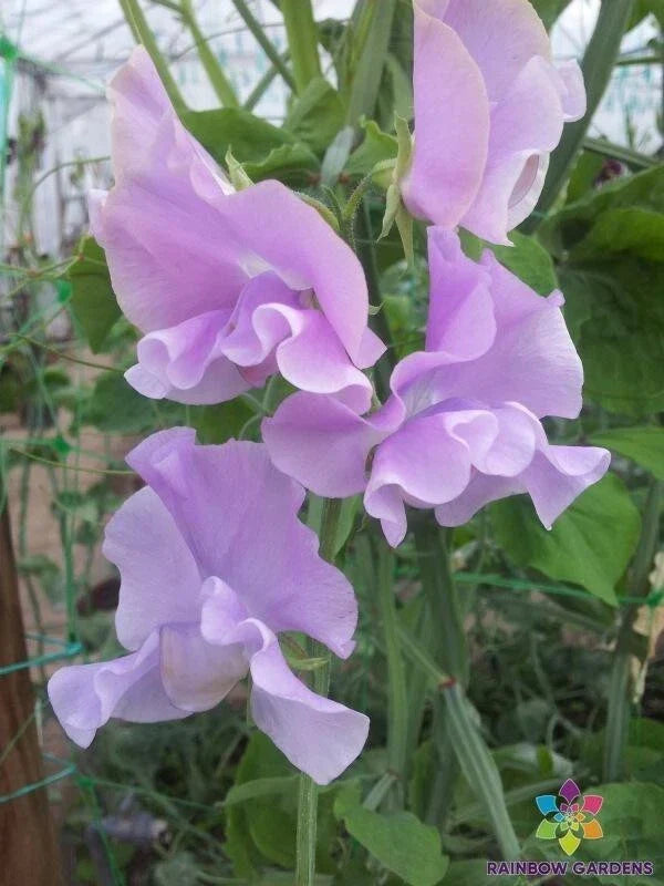 Misty Mountain Sweet Pea Seeds - 50+ Pack - Lathyrus odoratus - USA