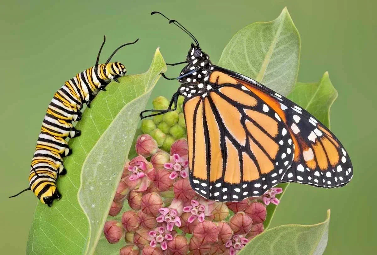 Common Milkweed Seeds - 50+ Native Asclepias Syriaca Wildflower Seeds for Container Gardens