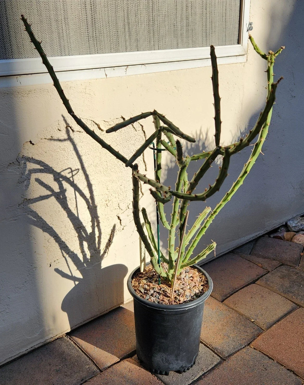 Cylindropuntia Arbuscula Arizona Pencil Cholla Live Cactus Cutting - Succulent Plant for Garden & Decor