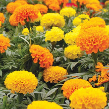 CrackerJack Mix Marigold Seeds - Heirloom Flower Seeds - Tagetes erecta - Non-GMO, Colorful Garden Blooms