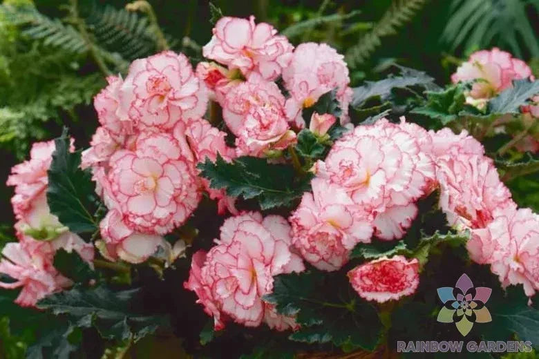 25+ Picotee White-Pink Begonia Seeds - Begonia x tuberhybrida for USA Gardens