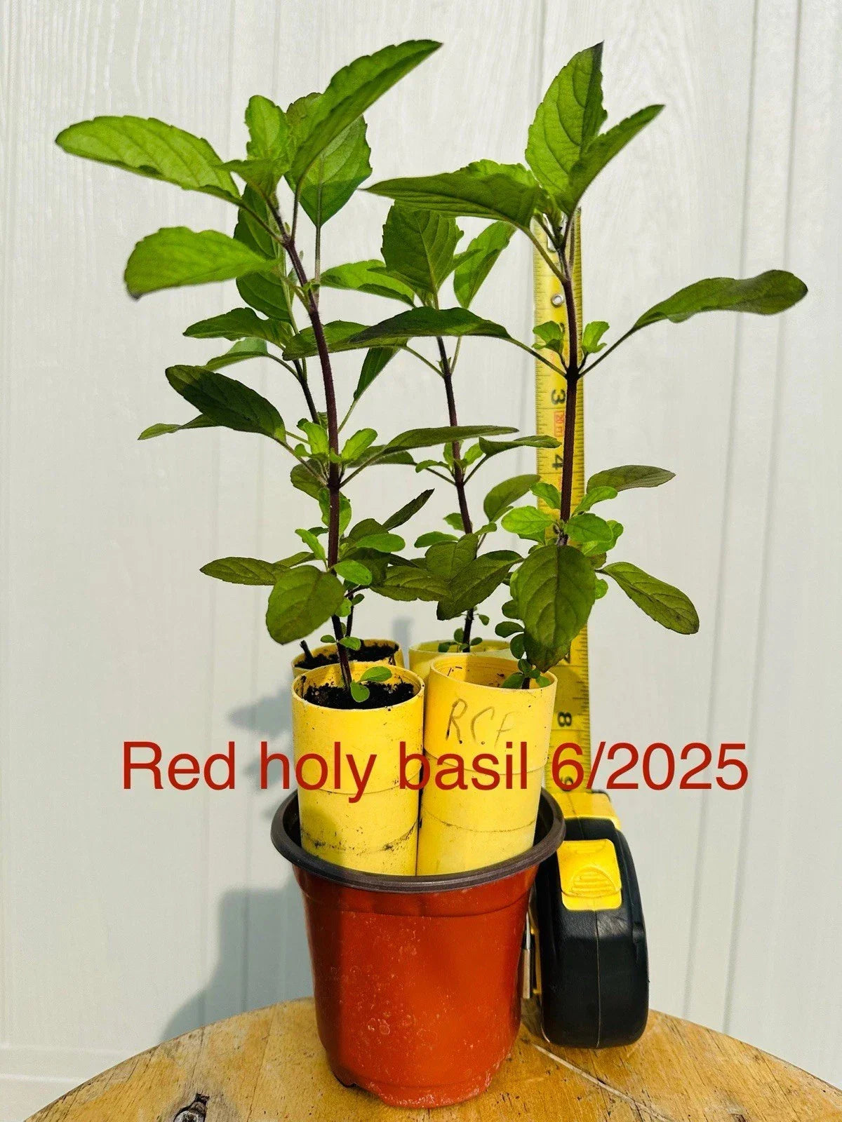 Live Red Holy Basil Plants Set of 6, Tulsi Herb, Edible Indoor Outdoor, Ocimum sanctum