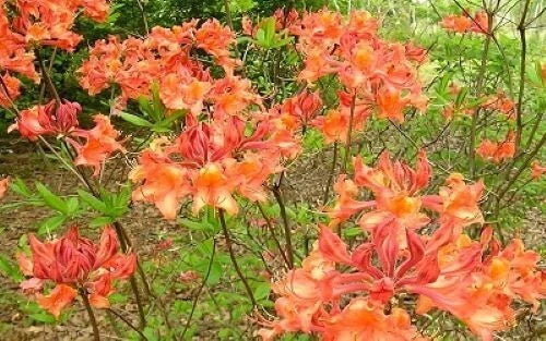 Aromi Azalea Starter Plant - Mauvila Gold Rhododendron deciduous, flowering shrub, garden plant, pollinator attractor