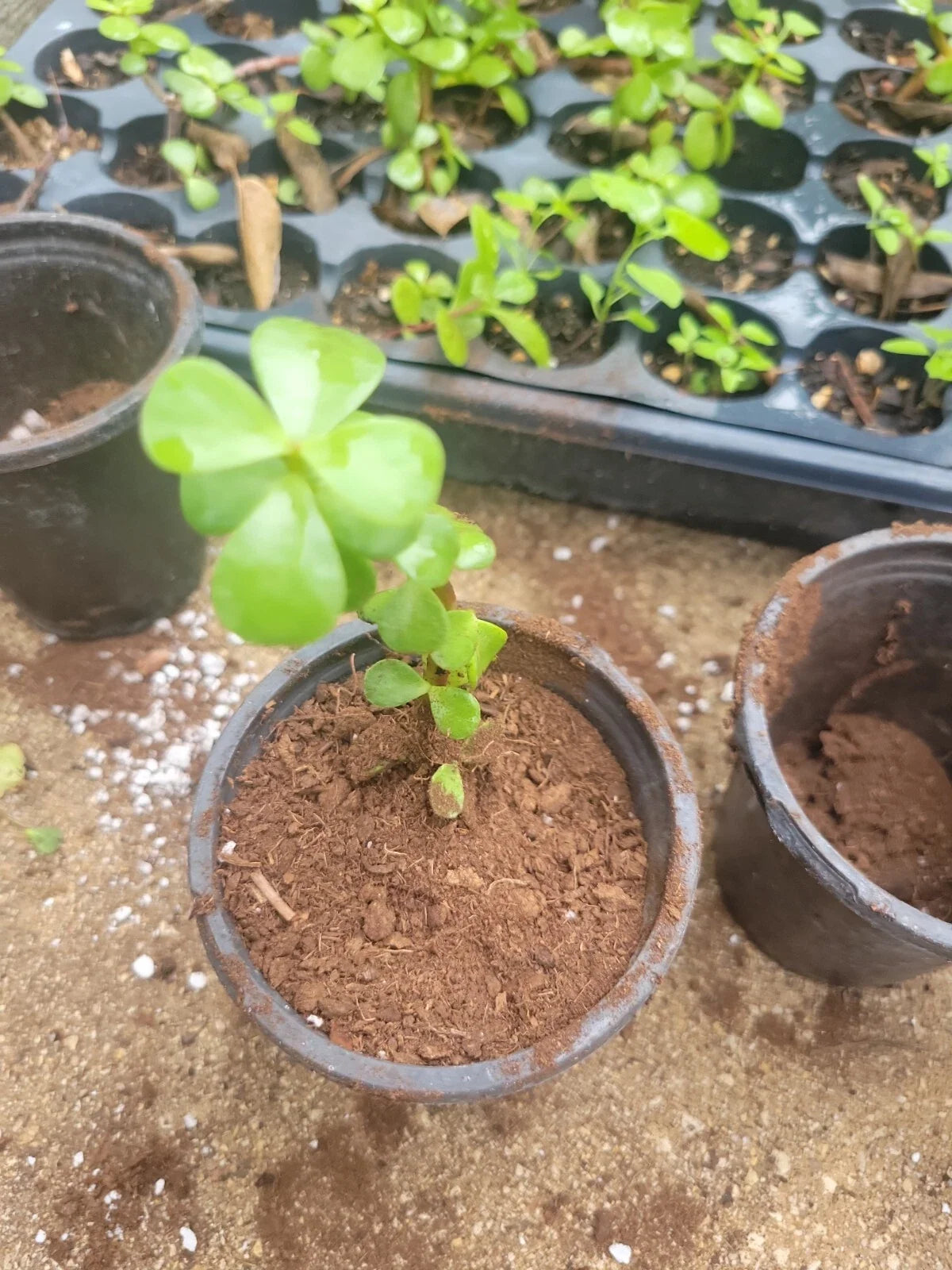 Elephant Bush Jade Plant 2" Rooted Succulent Portulacaria Afra Green Indoor Outdoor