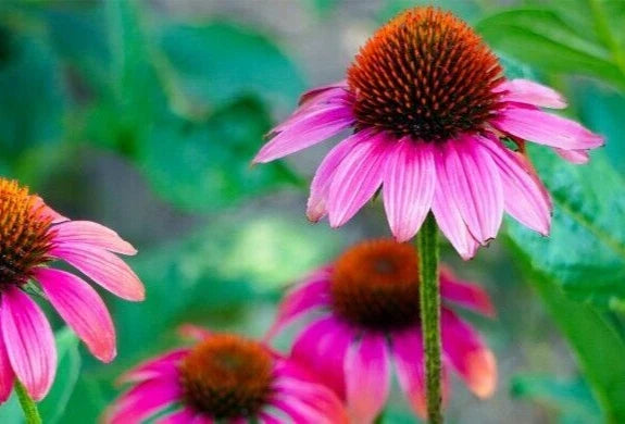 Echinacea Purpurea Coneflower Seeds - 100 Pack, Medicinal Herb, Purple Flowers, Perennial Plant for Garden, Pollinator Attractant